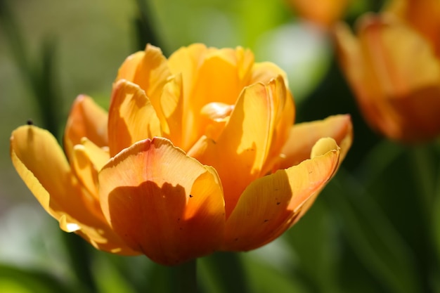 Fotografia macro de tulipa amarela em um fundo verde suave embaçado natural