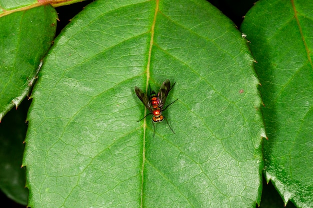 Fotografia macro de um inseto lauxaniidae empoleirado em uma folha.