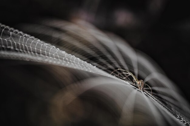 Fotografia macro de um ninho de aranha