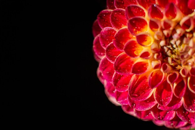 Fotografia macro de uma flor de dahlia vermelha com gotas de água