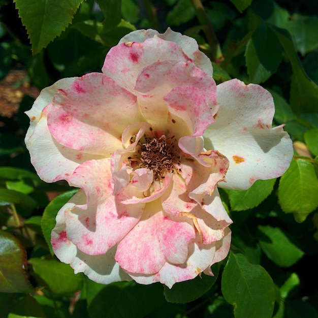 Foto fotografia macro de uma flor de rosa rosa