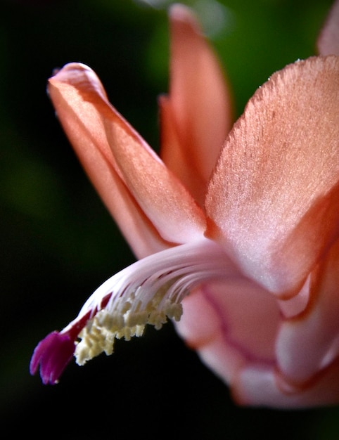 Foto fotografia macro de uma flor de rosa vermelha