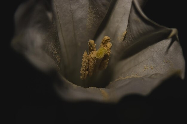 Foto fotografia macro de uma flor