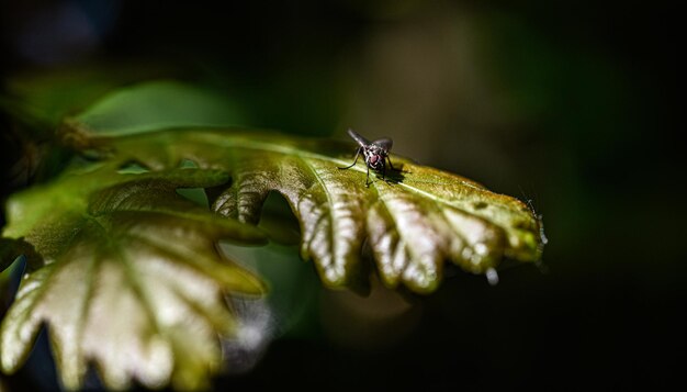 Fotografia macro de uma mosca em uma folha