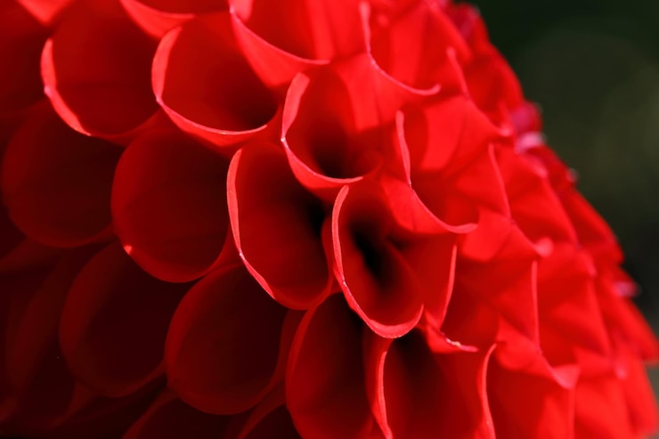 Foto fotografia macro de uma rosa vermelha a florescer contra um fundo preto