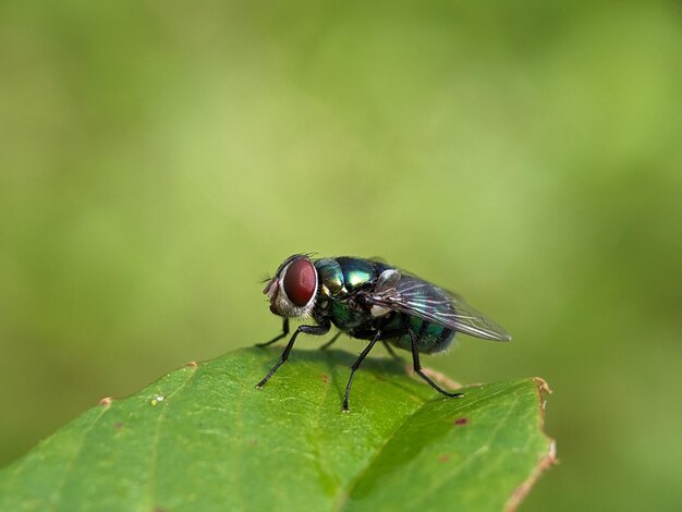 Foto fotografia macro de voar