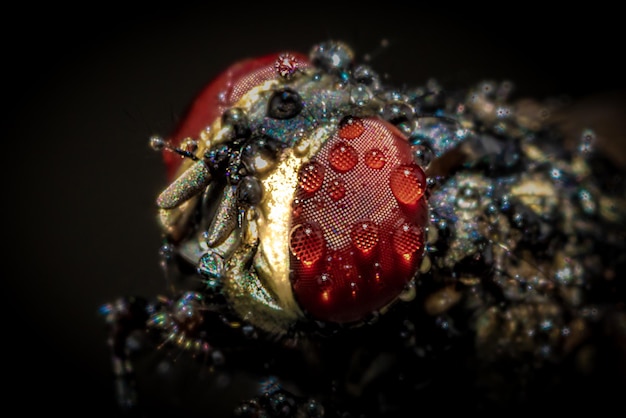 Fotografia macro do olho de uma mosca com gota de água em foco seletivo