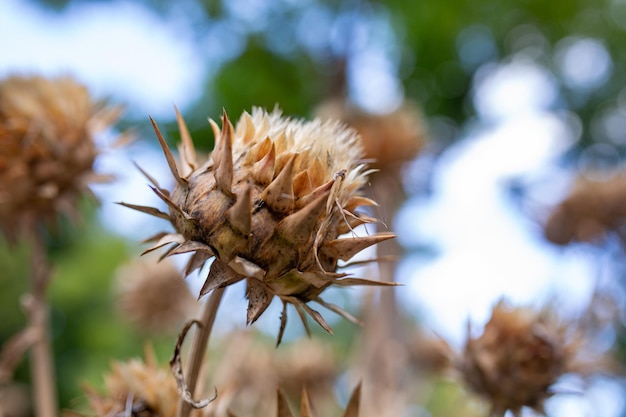 Fotografía macro de echinops seco en un día de verano Foto de primer plano de flor de cardo seco