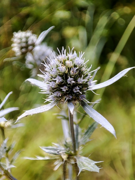 Fotografía macro del eryngium en el campo