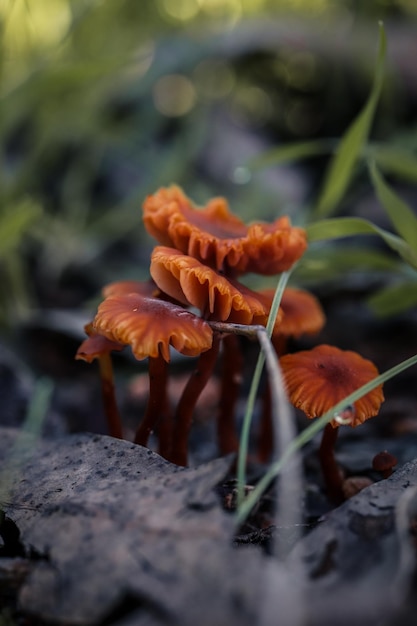 Foto fotografía macro de una familia de setas de naranja