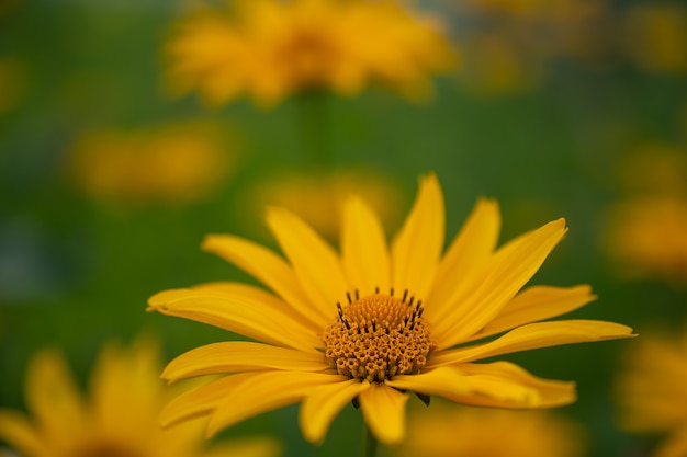 Fotografía macro de una flor amarilla en un prado