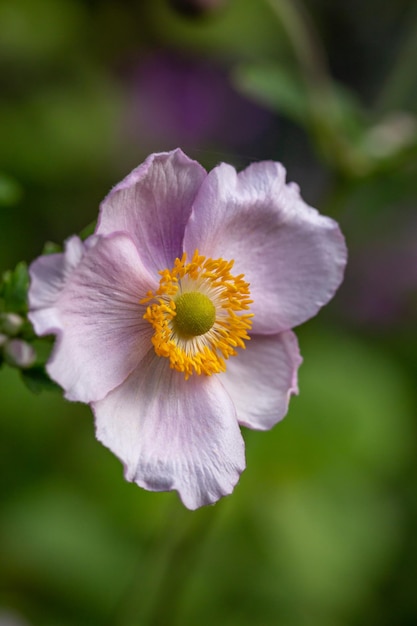 Fotografía macro de flor de anémona rosa pálido en día de verano