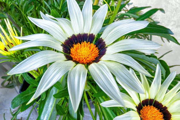 Fotografía macro de una flor decorativa gazania floreciente