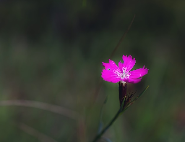 Fotografía macro de una flor lila sobre un fondo oscuro