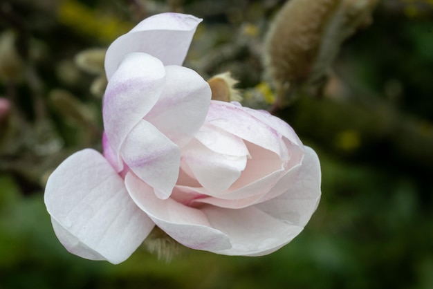 Foto fotografía macro de una flor de magnolia rosa claro sin abrir