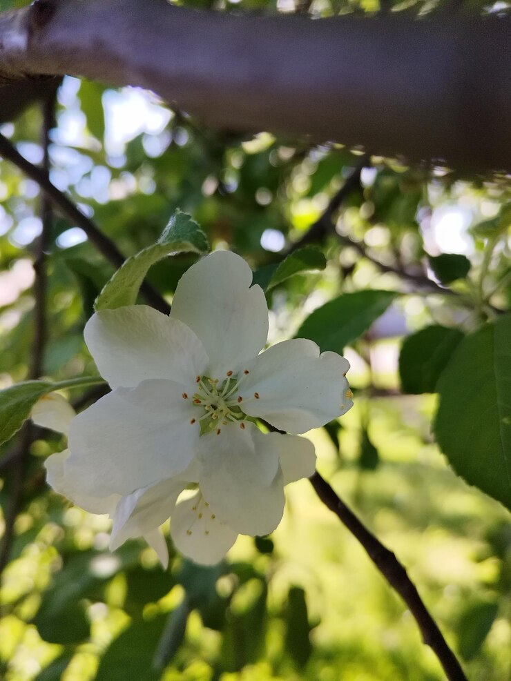 Fotografía macro de una flor de manzano en primavera en el jardín
