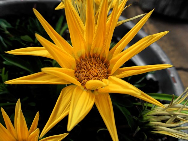 Foto fotografía macro de la flor de la margarita