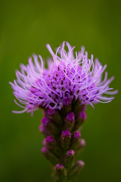 Fotografía macro de flor morada Cerrar fotografía de jardín de flores violetas