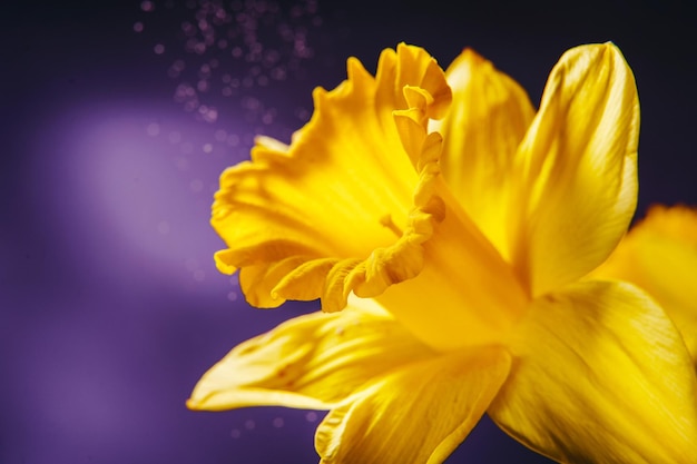 Fotografía macro de la flor de narcisos amarillos sobre un fondo violeta El fondo floral de la naturaleza