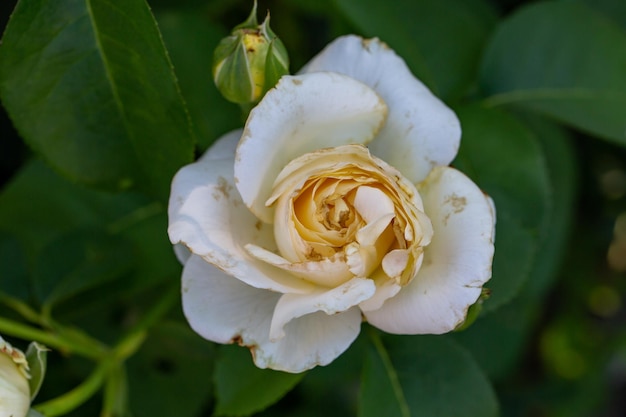 Fotografía macro de flor de rosa blanca en flor en un día soleado de verano