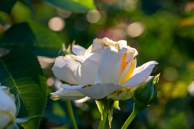 Fotografía macro de flor de rosa blanca en flor en un día soleado de verano.