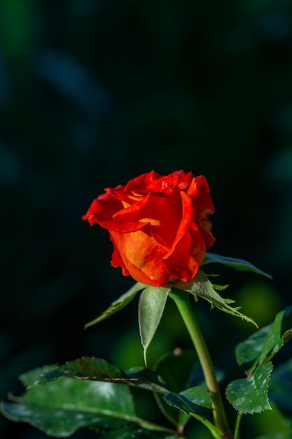 Fotografía macro de flor de rosa roja en flor sobre un fondo oscuro en un día soleado de verano.