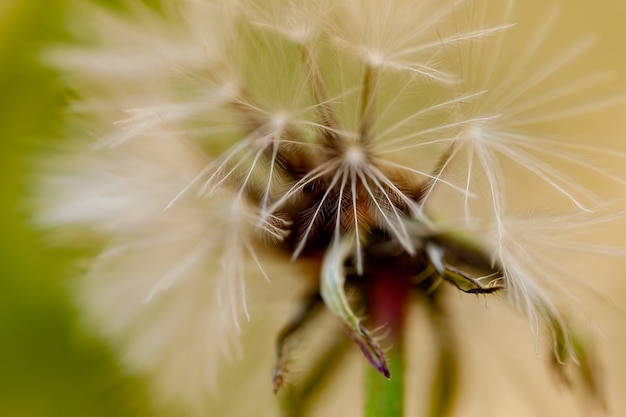 Foto fotografía macro de una flor con semillas blancas y verdes.