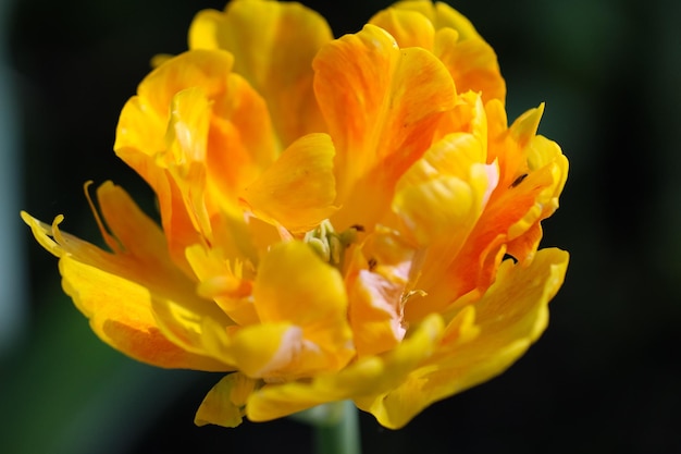 Fotografía macro de flor de tulipán amarillo sobre un fondo verde borroso