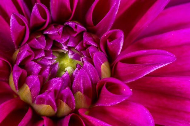 Fotografía macro floreciente de la flor rosada de la dalia en un día soleado de verano. Dalia de jardín con pétalos rojos