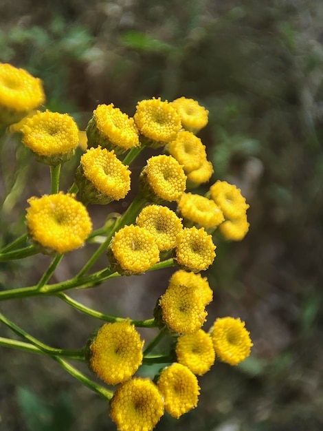 Fotografía macro de flores amarillas de tanaceto en un campo