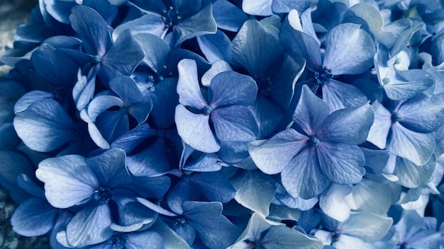 Fotografía macro de las flores de la hortensia azul macrophylla Primer plano de fondo floral