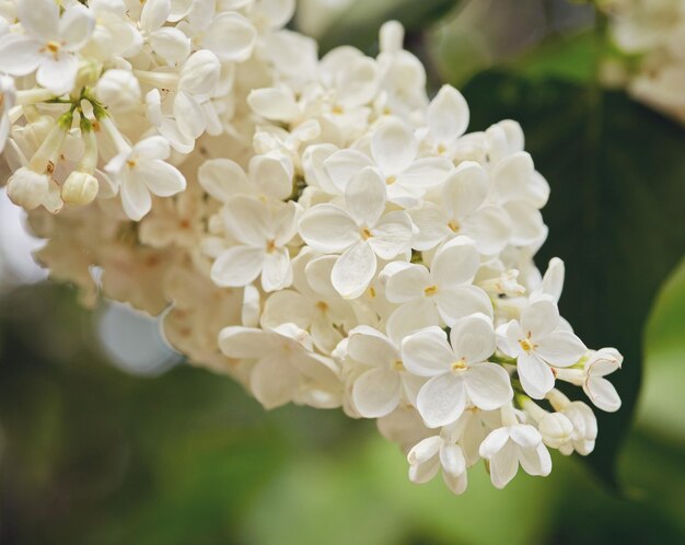 Fotografía macro de flores lilas blancas