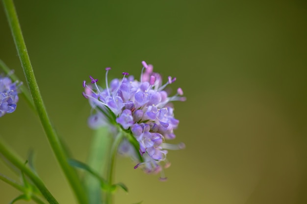 Fotografía macro de flores silvestres de cardo violeta en el día de verano Echinops flor de campo púrpura