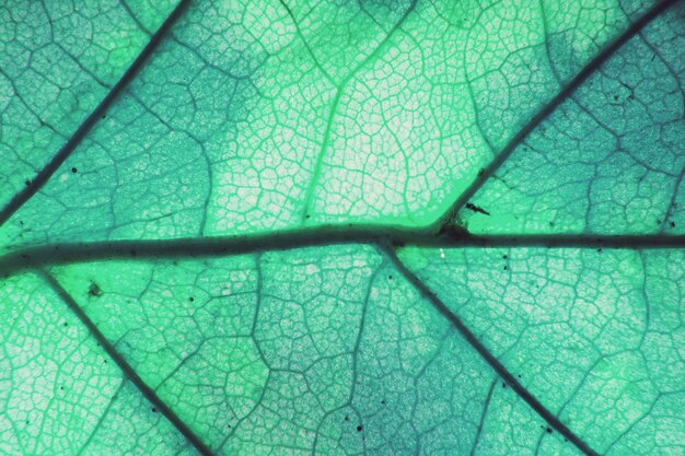 Fotografía macro de follaje otoñal. fondo de textura de hoja verde