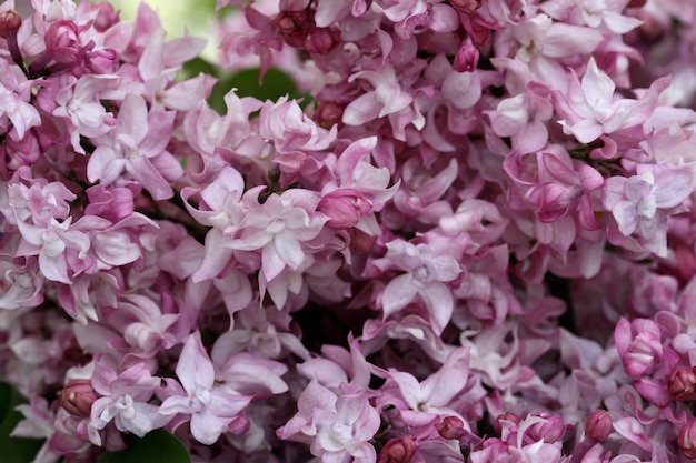 Fotografía macro de fondo de flor lila en flor de primavera