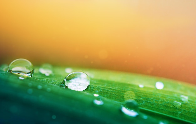 fotografía macro de una gota de lluvia en una hoja de planta.