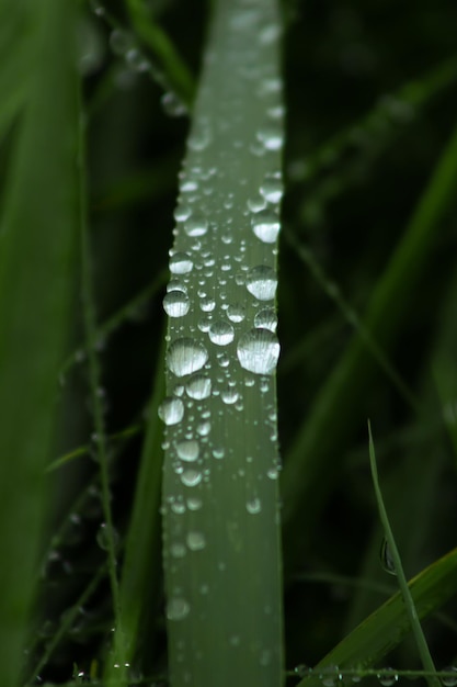 Fotografía macro de unas gotas de agua sobre una hoja