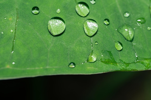 Fotografía macro de gotas de agua sobre hojas de taro