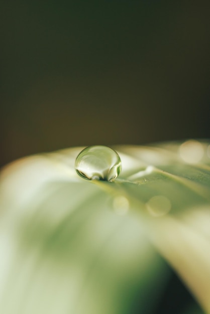 Fotografía macro de gotas en una planta verde