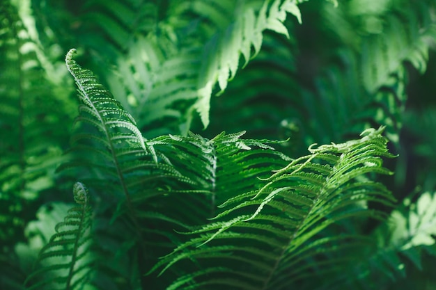 Fotografía macro de un helecho en un bosque tropical Fondo de naturaleza