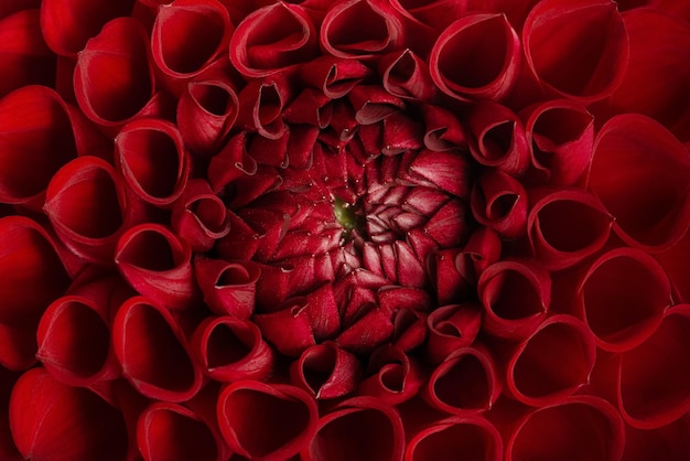 Fotografía macro de una hermosa flor roja