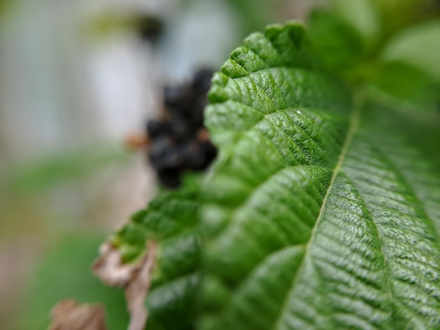 Fotografía macro de hermosas plantas silvestres exóticas