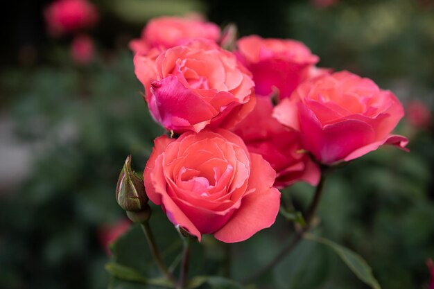 Fotografía macro de hermosas rosas rosa coral