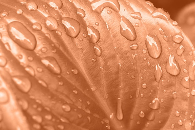 Foto fotografía macro de la hoja brillante fresca con gotas de lluvia en ella