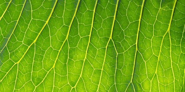 Fotografía macro de hoja verde con venas y células resumen naturaleza verano fondo follaje fresco textura estructura de primer plano