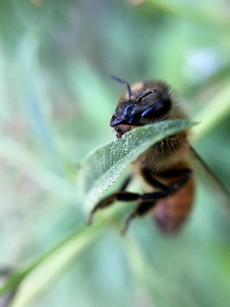 fotografía macro hojas de abeja