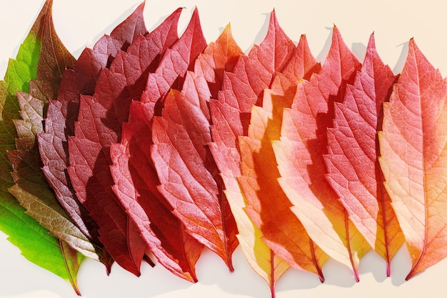 Fotografía macro de hojas amarillas verdes rojas de otoño como fondo de textura natural Colores de otoño degradados