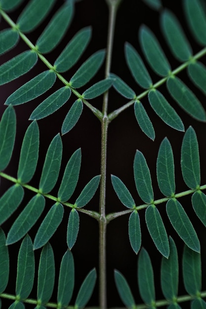 Fotografía macro de hojas contra un fondo negro