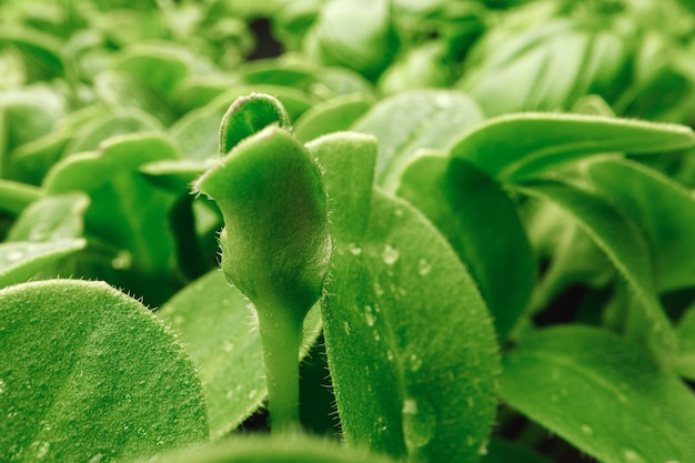 Fotografía macro de hojas de micro brotes verdes