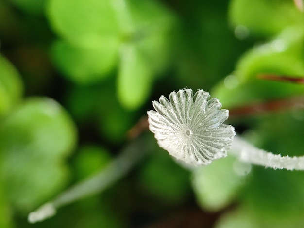 fotografía macro de las hojas